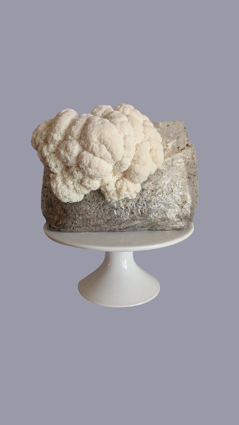 Grow Your Own - ready to grow gourmet mushroom fruiting bags