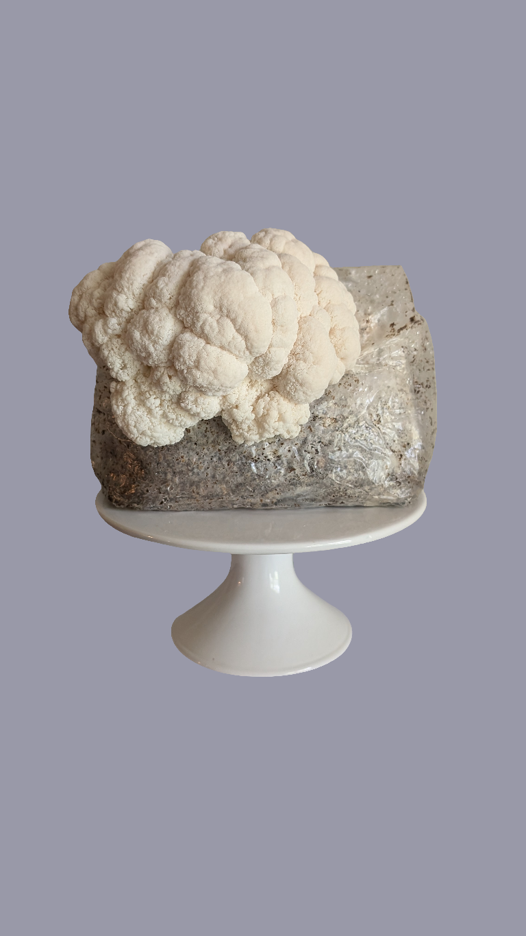 Lion's Mane 5lb fruiting block